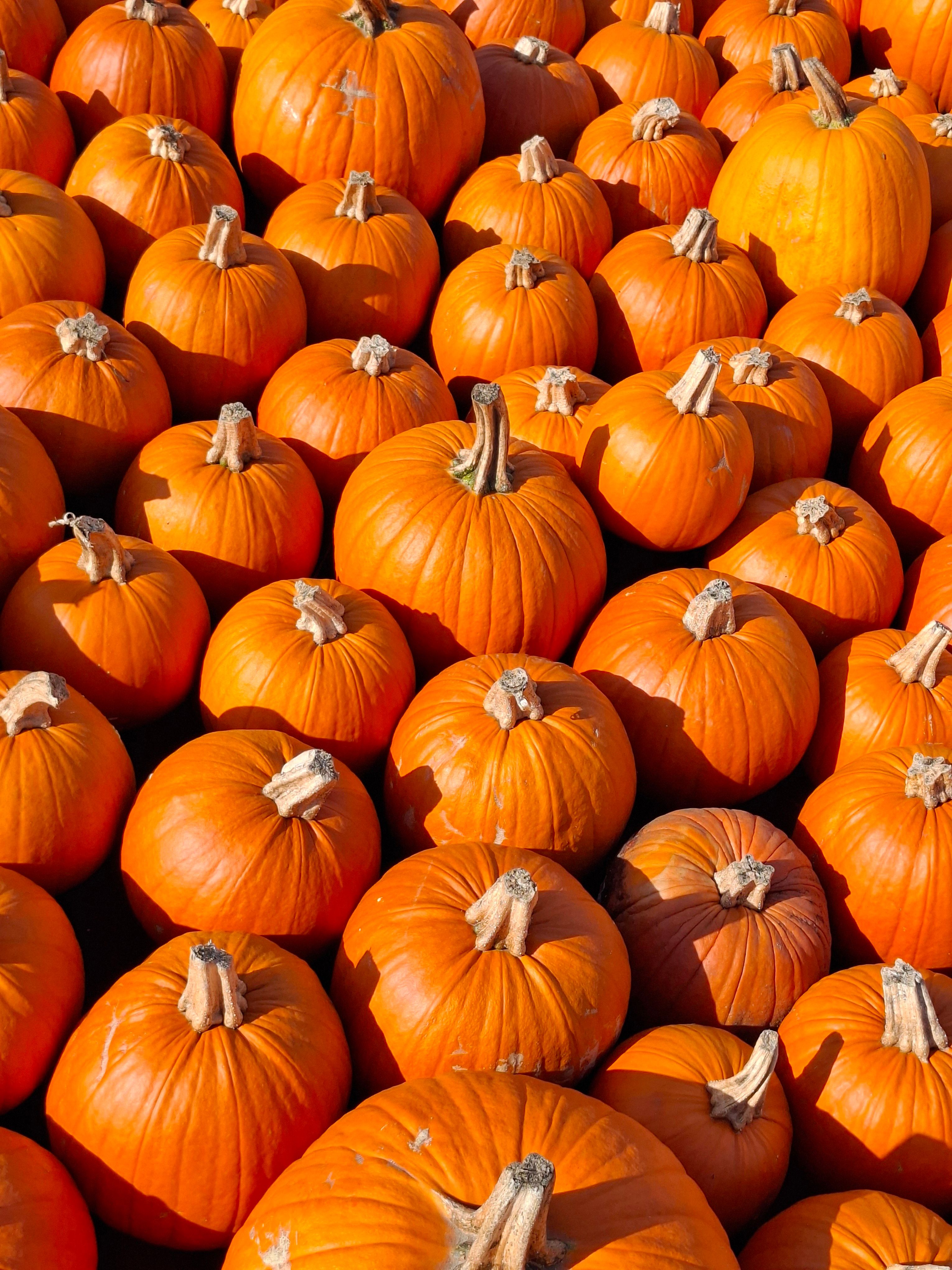 Bright orange pumpkins captured in natural daylight, perfect for autumn themes.