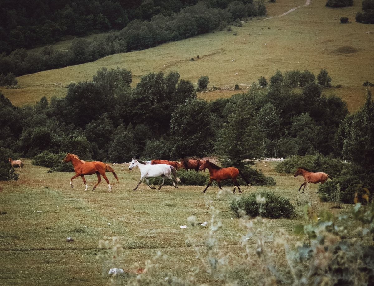 Yeşil çayırda özgürce koşan neşeli at sürüsü
