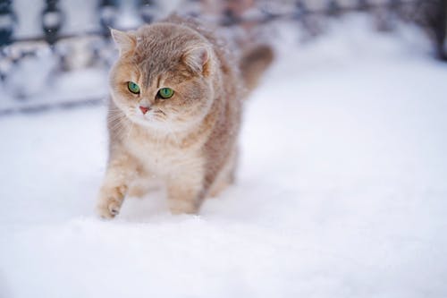 Free Cat On Snow Covered Ground Stock Photo
