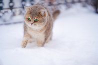 一只毛茸茸的可爱绿眼猫，在冬日里探索雪地