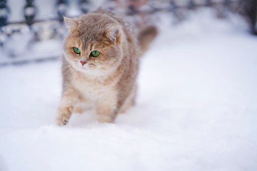 一只毛茸茸的可爱绿眼猫，在冬日里探索雪地