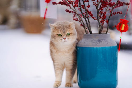 Free Cat Beside A Vase Stock Photo