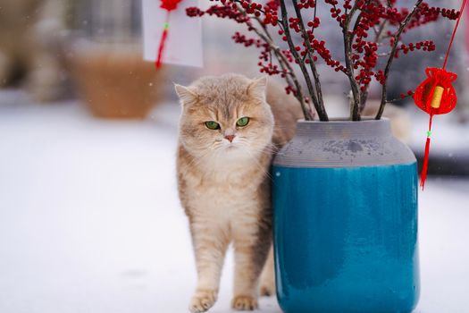 下雪天，一只可爱的虎斑猫站在蓝色花瓶旁，花瓶上带有红色装饰