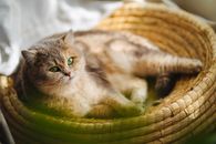 一只毛茸茸的绿眼睛猫在室内阳光明媚的编织篮子里放松