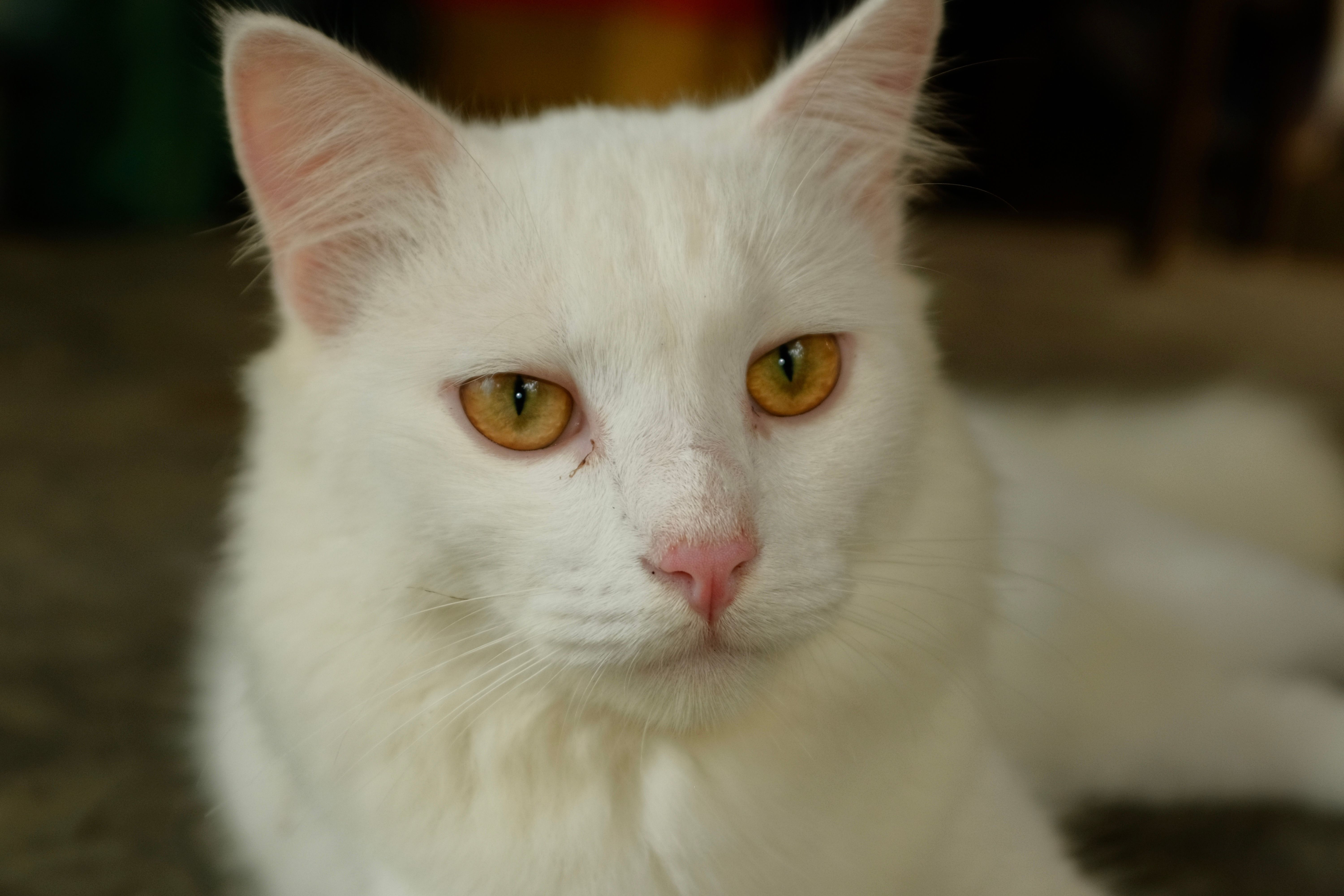 A beautiful white cat with striking yellow eyes captured in a close-up view.