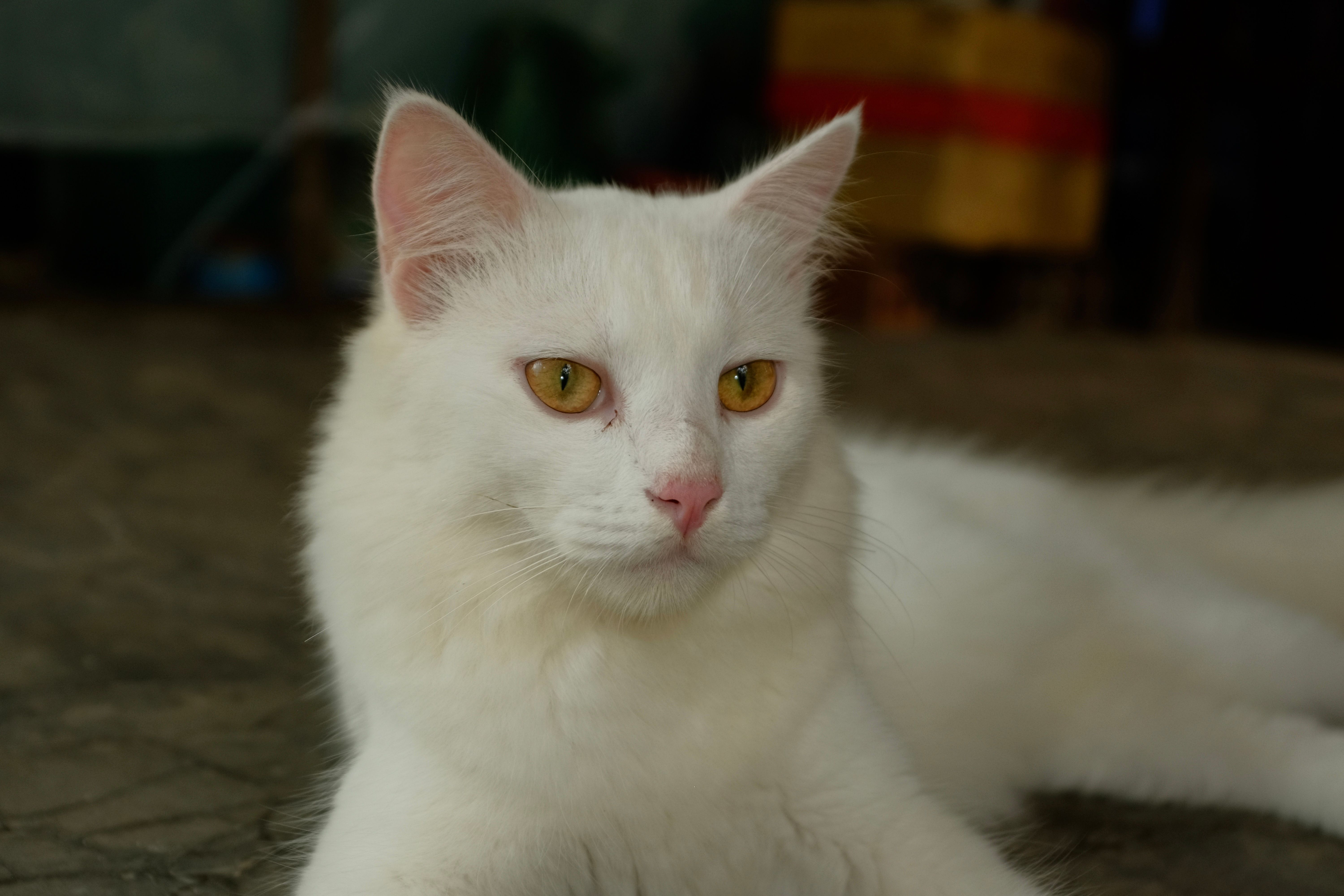 Turkish Angora