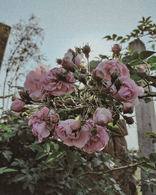 Foto profissional grátis de beleza na natureza, cereais, contra a luz