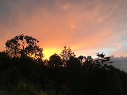 Free stock photo of orange, sunset, trees