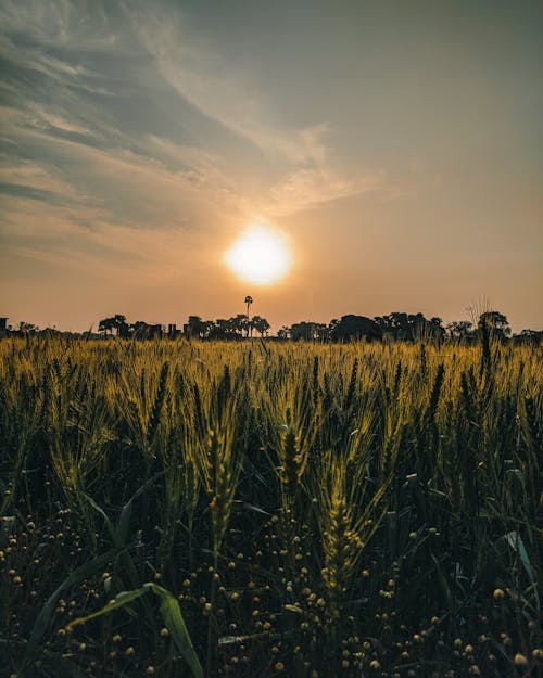 Gratis stockfoto met avond, gouden uur, gouden zon