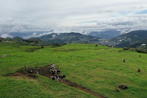 Green Grass Field With Cows