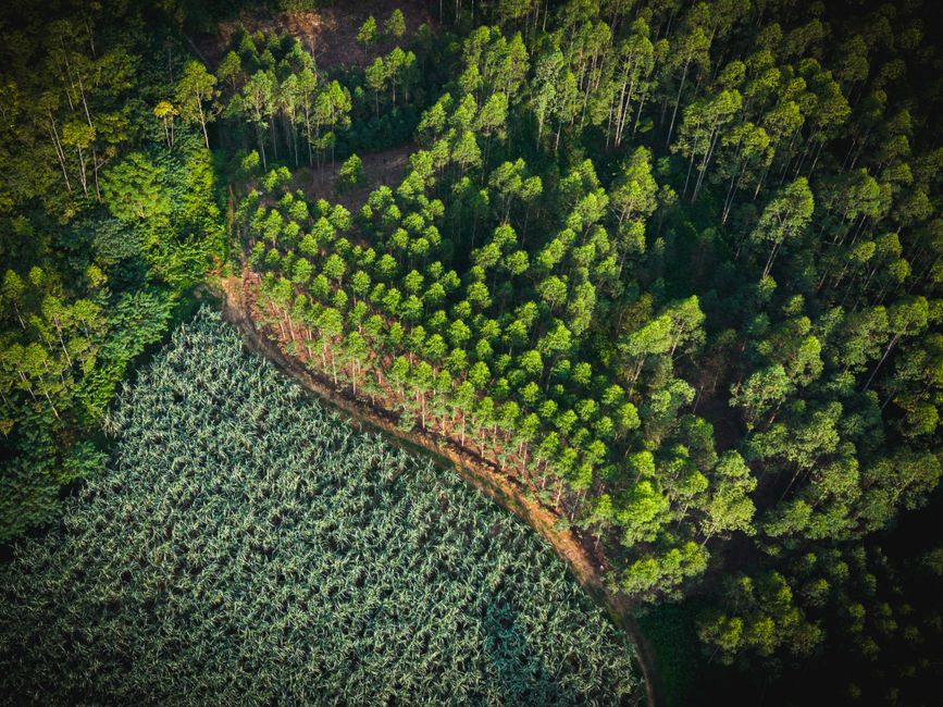 Forestry illustration