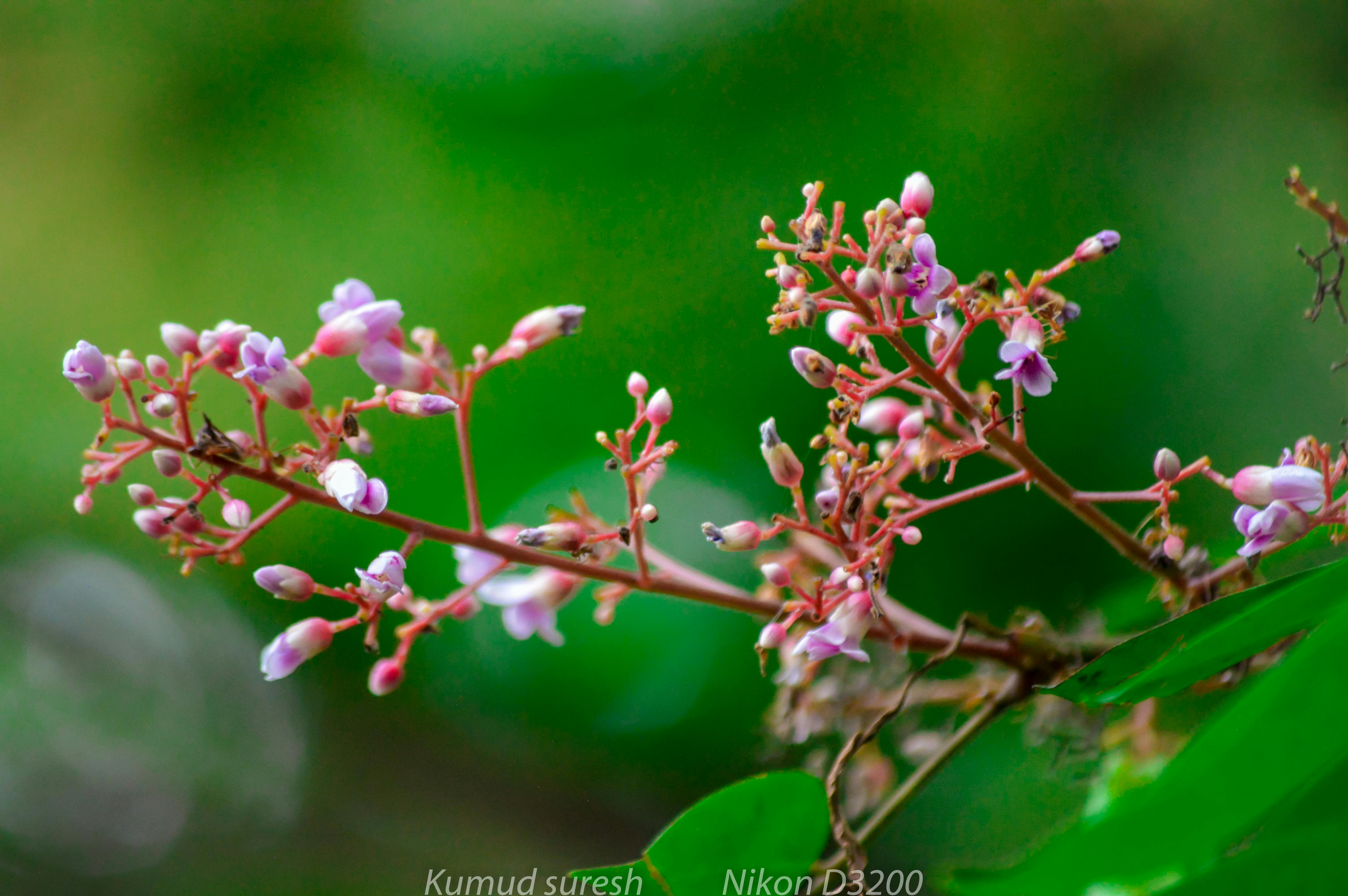 Kostenlose Bilder von kumud · Pexels