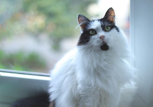 Free Charming black and white fluffy cat gazing out a window with a curious look. Stock Photo