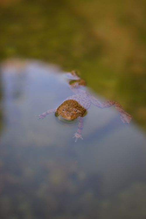 Free A common frog floats peacefully in a calm, natural pond. Stock Photo
