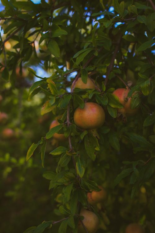 Free Close-up of ripe pomegranates hanging on lush green branches under sunlight. Stock Photo