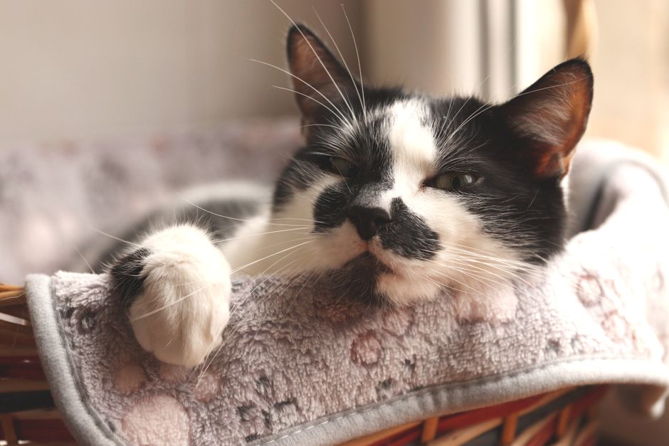 Close view of a black and white cat resting its chin on a fuzzy grey fleece blanket in a wicker basket, warm sunlight from a window.