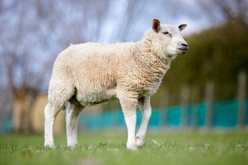 Free Fluffy sheep standing in a rural pasture, showcasing its woolly fleece and serene look. Stock Photo