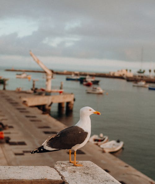 White And Black Bird On Concrete Surface