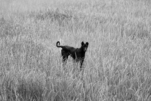Free A black dog stands amidst tall grass in a field, creating a stark contrast in monochrome. Stock Photo