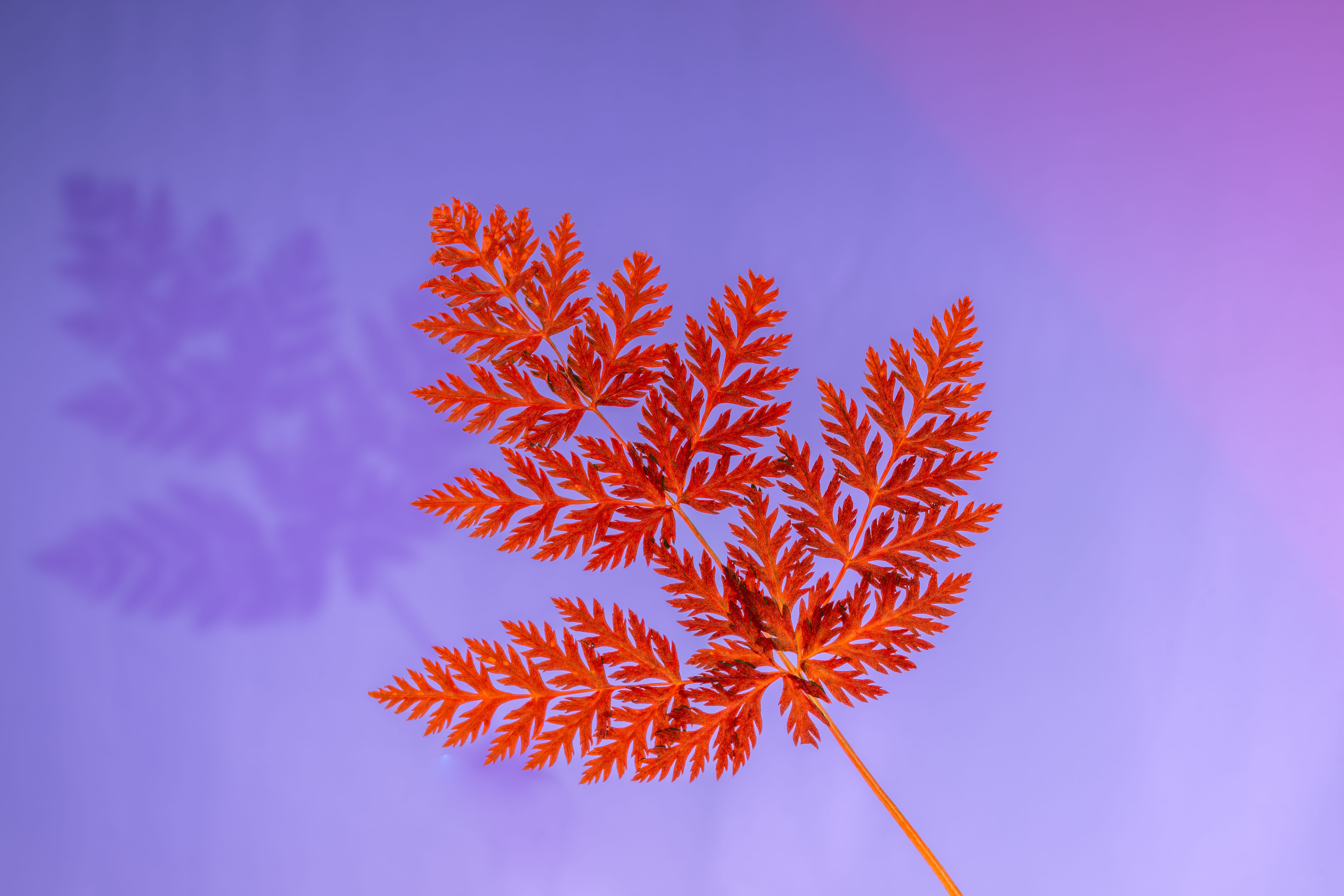 Fotomural Una brillante hoja de helecho roja proyecta su sombra sobre un fondo púrpura intenso, creando una composición moderna y artística.