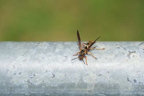 Free Detailed image of a paper wasp resting on a metallic surface, focused macro photography. Stock Photo