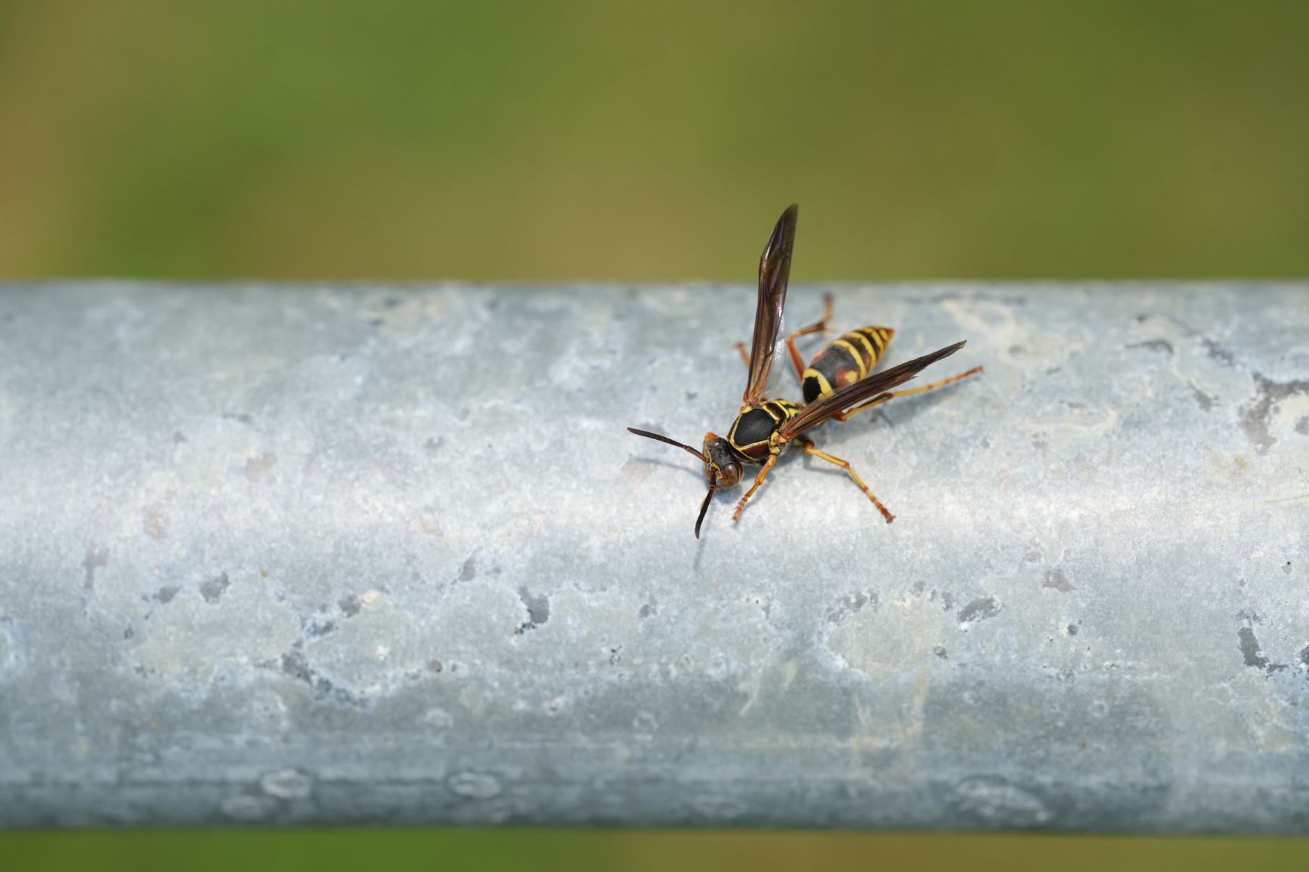 Free Bee Removal in Palm Desert, CA?