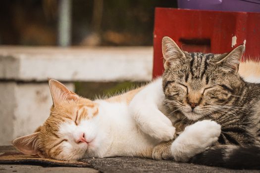 Two cozy cats peacefully sleeping together outdoors in Oudtshoorn, South Africa, set against a warm, relaxed background.