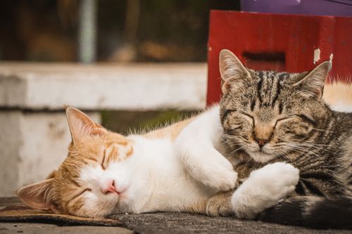 Free Two cozy cats peacefully sleeping together outdoors in Oudtshoorn, South Africa, set against a warm, relaxed background. Stock Photo