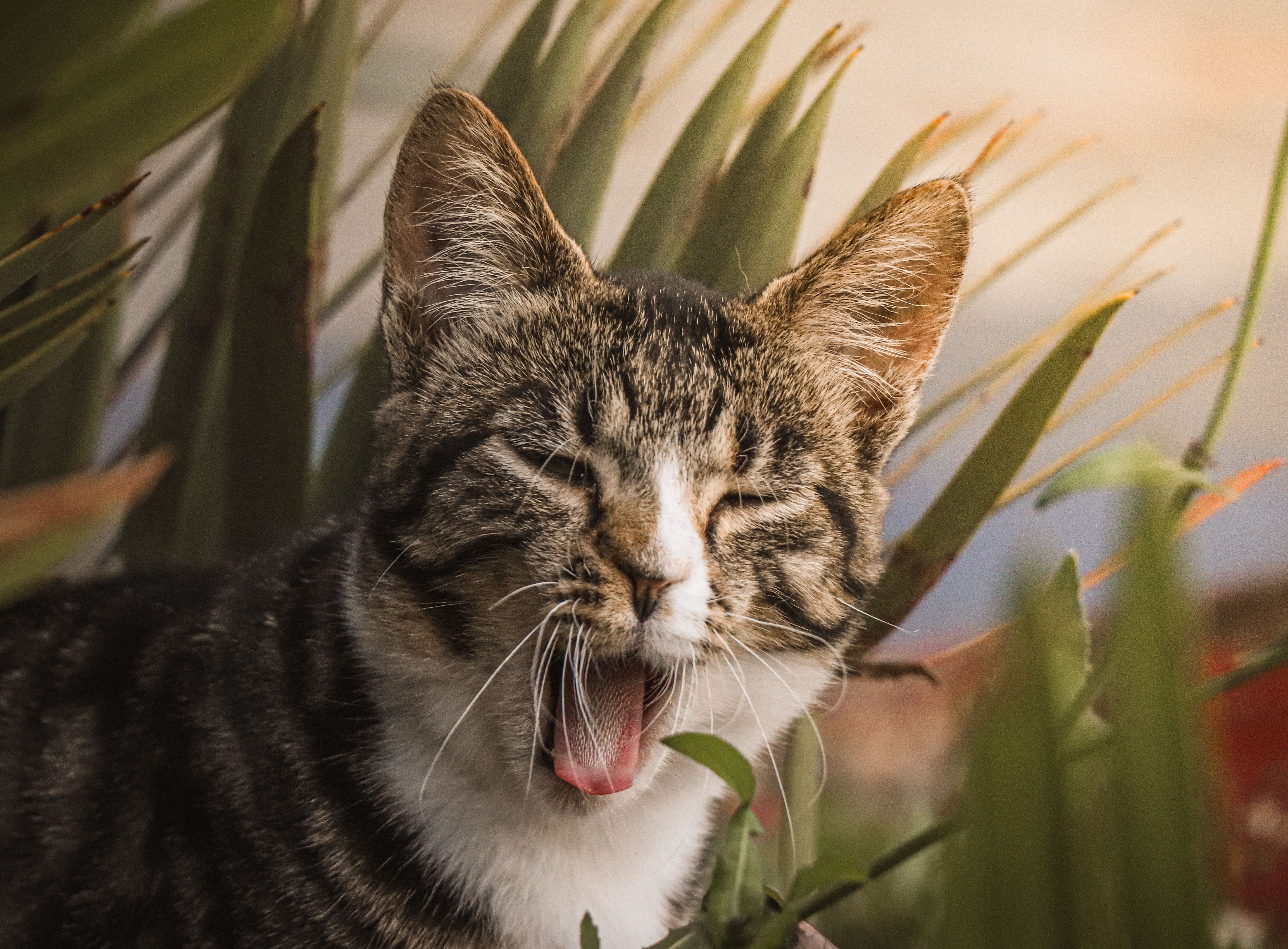pet care pet health — Photo by Johann  Van der Linde on Pexels