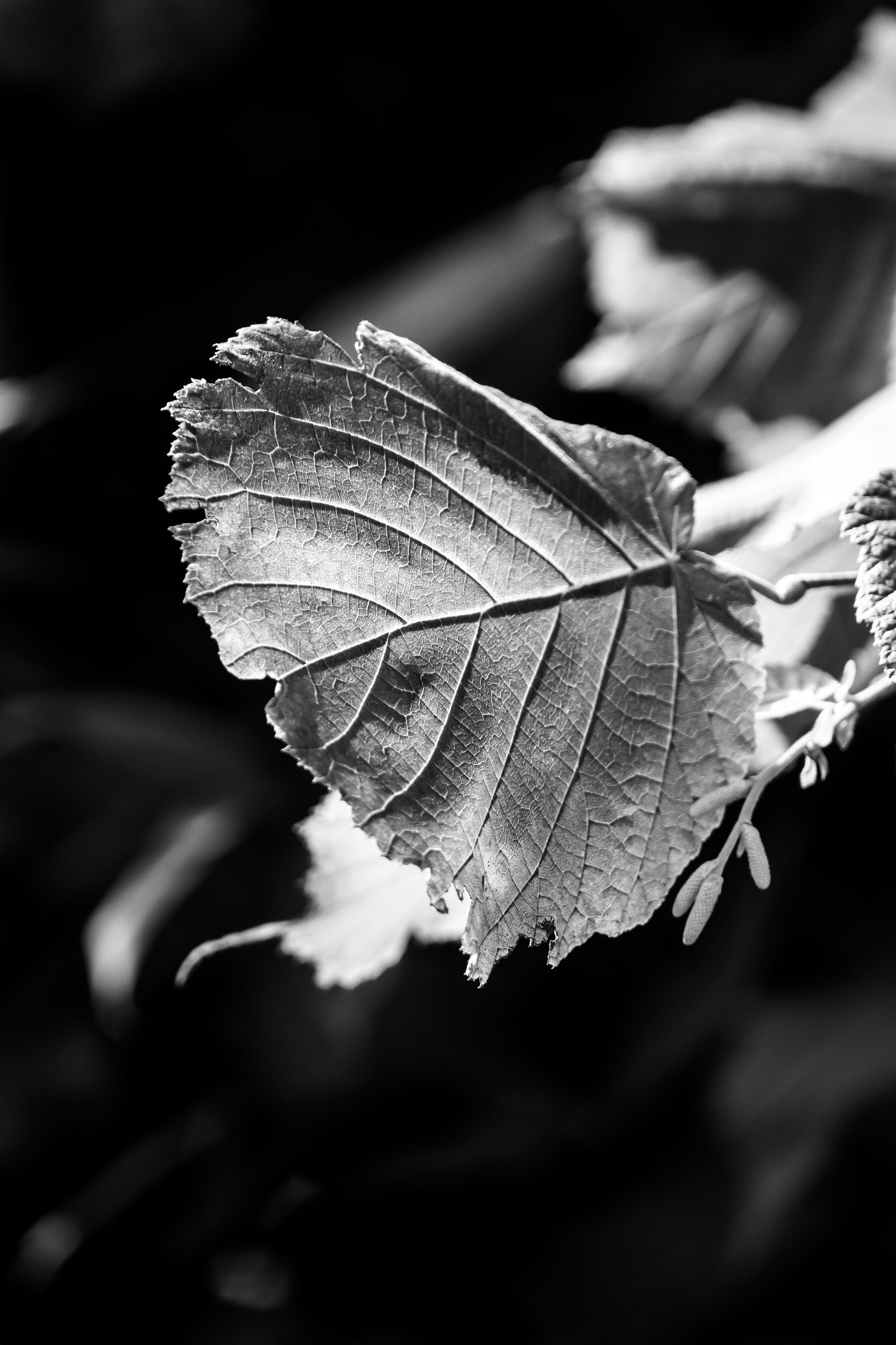 Fotomural Elegante imagen en blanco y negro que captura la intrincada textura de una hoja bañada por la luz del sol.