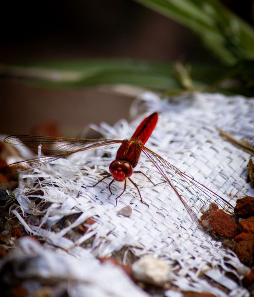 Free Vivid close-up image of a red dragonfly perched outdoors on a textured surface with blurred natural background. Stock Photo