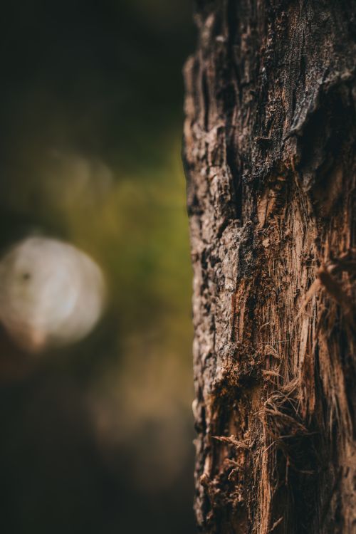 Free A close-up view of tree bark with a blurred green bokeh background, highlighting texture and natural details. Stock Photo