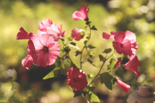 Beautiful pink flowers blossoming outdoors with sunlit bokeh background.