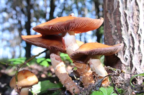 Free Wild mushrooms growing in a Lithuanian forest, showcasing nature's beauty. Stock Photo