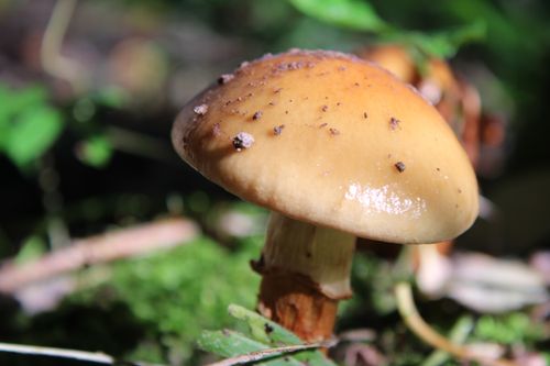 Free Macro shot of a brown mushroom with dewdrops in a lush Lithuanian forest. Stock Photo