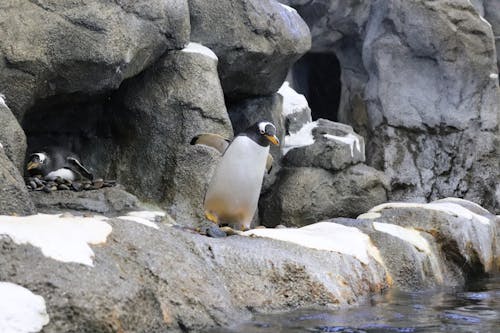 Penguin On A Rock