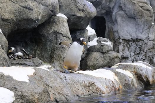 Gentoo penguin standing in a rocky enclosure at a zoo.