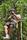 zipline