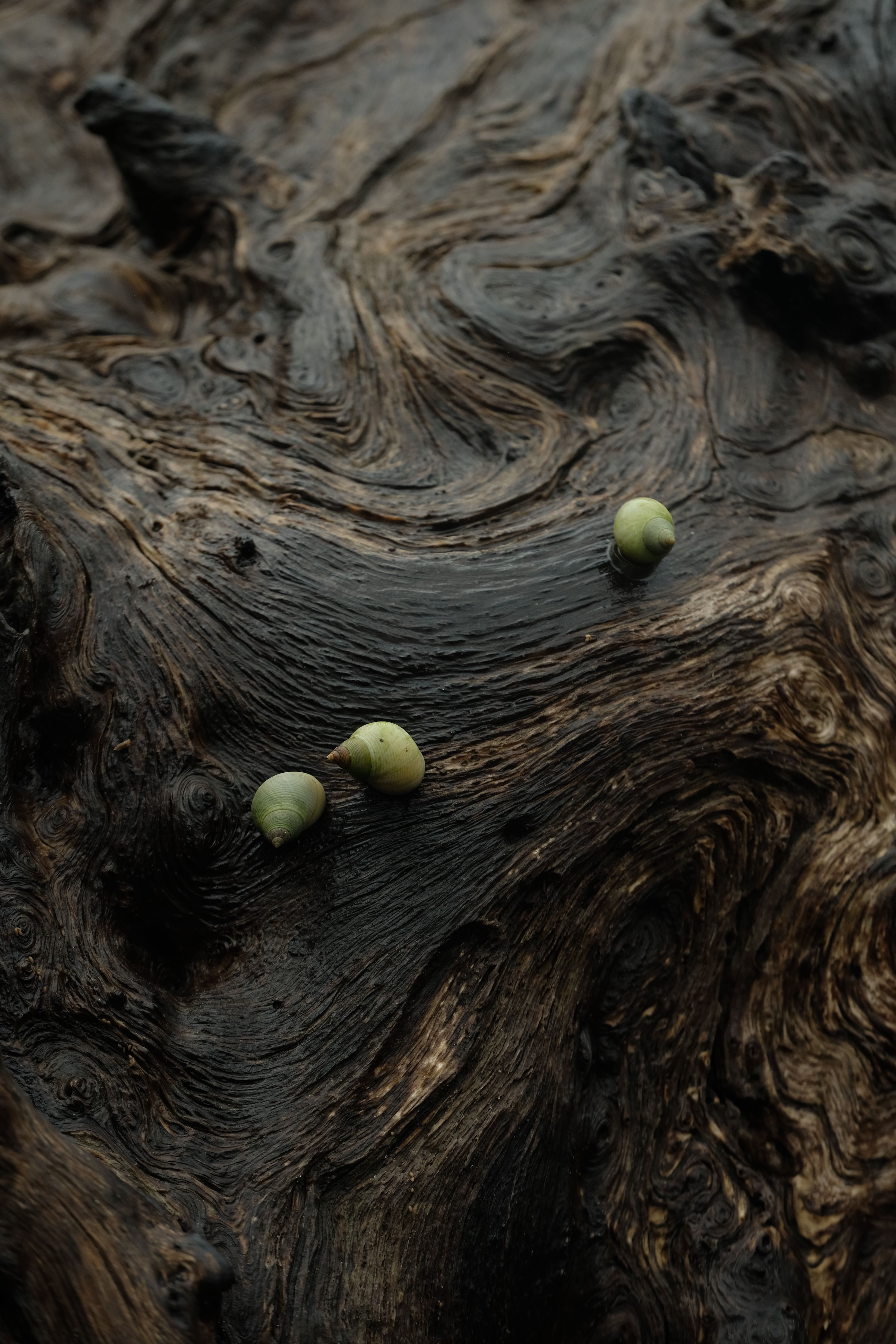 Close-up of abstract driftwood texture with green snails, creating a natural pattern.