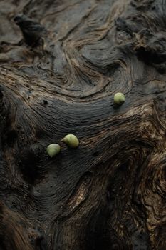 Close-up of abstract driftwood texture with green snails, creating a natural pattern.