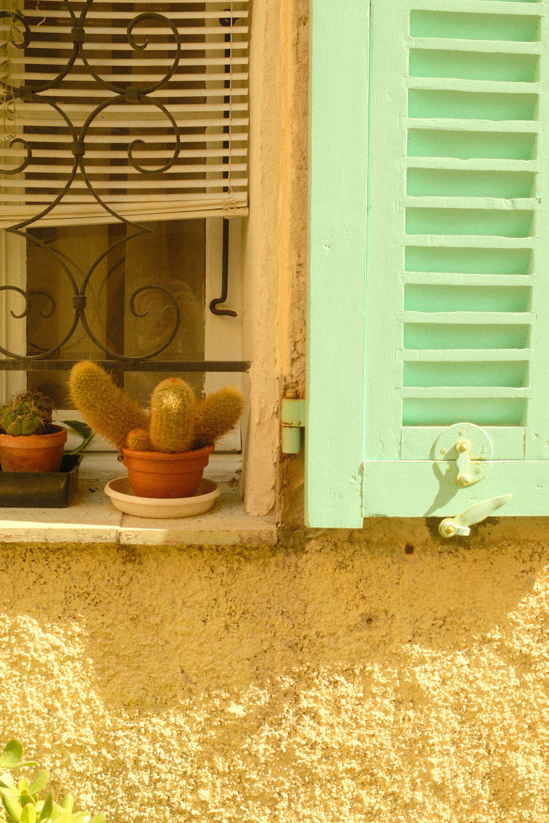Vibrant cactus in terracotta pot by a turquoise shuttered window, exuding Mediterranean charm.