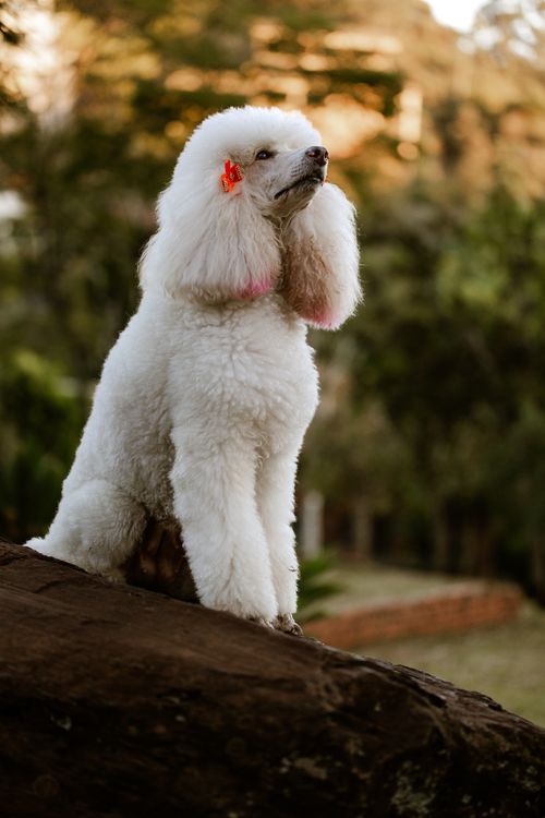 Free A graceful white Poodle with a stylish clip poses on a rock in a serene outdoor setting. Stock Photo
