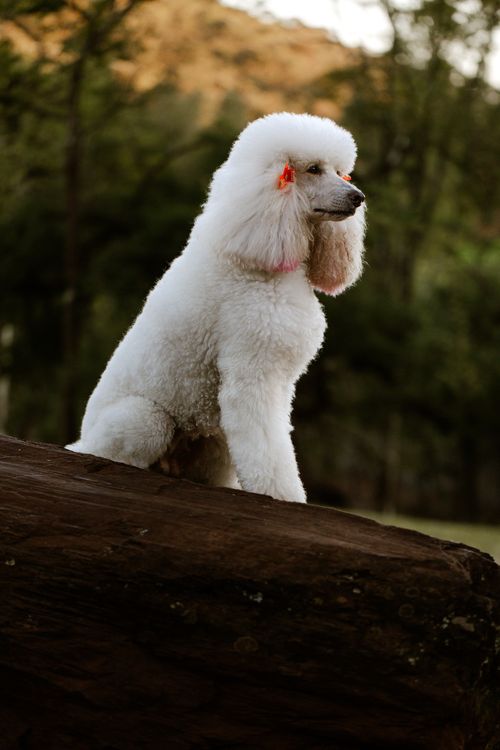 Free White poodle with pink accessories sitting on a rock in a natural park setting. Stock Photo