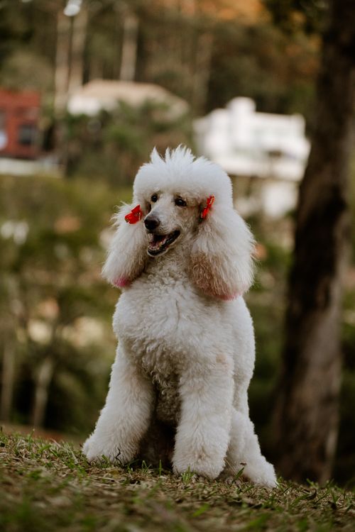 Free A beautiful white poodle with red bows sits gracefully in a lush outdoor setting, showcasing elegance and charm. Stock Photo