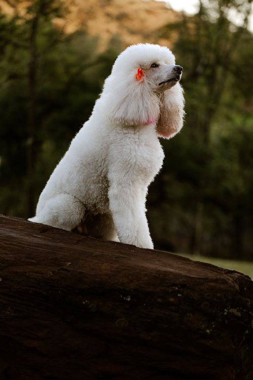 Free Elegant white poodle posed on a rock with a forest backdrop, showcasing its beauty and grace. Stock Photo