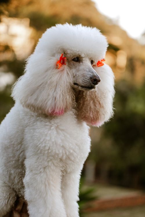 Free Beautiful white poodle with groomed fur and bows in an outdoor setting. Stock Photo