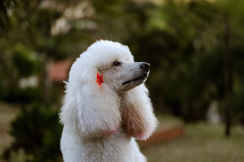 Free Profile view of a white poodle outdoors, showcasing elegance and grooming style. Stock Photo