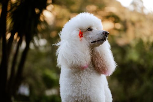 Free Graceful white poodle outdoors, showcasing fluffy coat and stylish grooming. Stock Photo