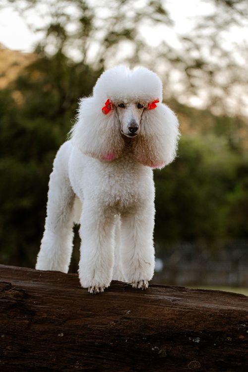 Free A white poodle with red bows stands elegantly on a log outdoors. Stock Photo