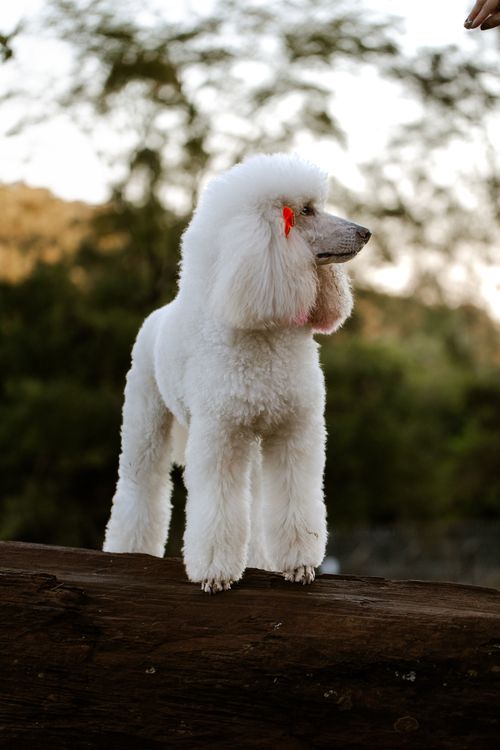 Free Majestic white poodle with red bow standing confidently on a log outdoors. Stock Photo